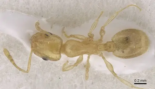 Temnothorax atomus specimen CASENT0915391 image casent0915391_1