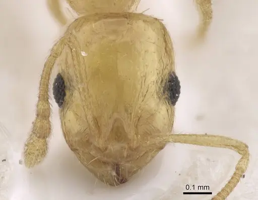Temnothorax atomus specimen CASENT0915391 image casent0915391_2