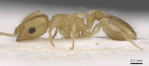 Temnothorax atomus specimen CASENT0915391 image casent0915391_3