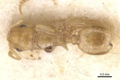 Temnothorax auresianus specimen CASENT0912906 image casent0912906_1