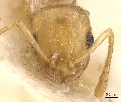 Temnothorax auresianus specimen CASENT0912906 image casent0912906_2