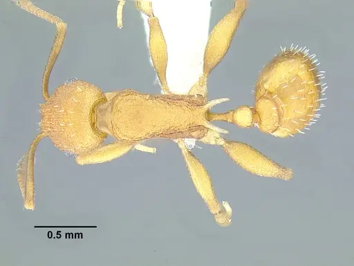Temnothorax aureus specimen CASENT0619363 image casent0619363_1