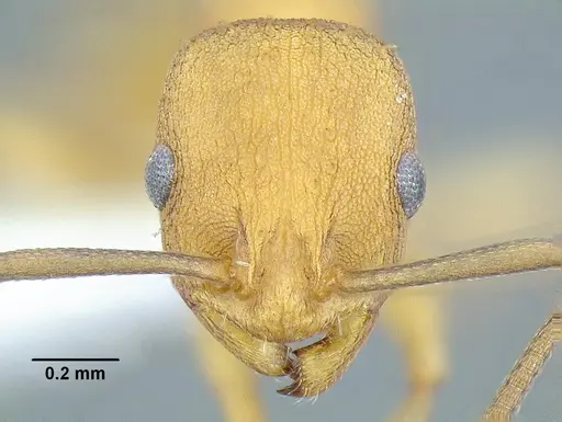 Temnothorax aureus specimen CASENT0619363 image casent0619363_2