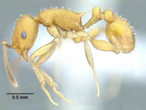 Temnothorax aureus specimen CASENT0619363 image casent0619363_3