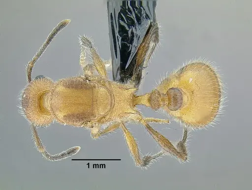 Temnothorax aztecoides specimen CASENT0758789 image casent0758789_1