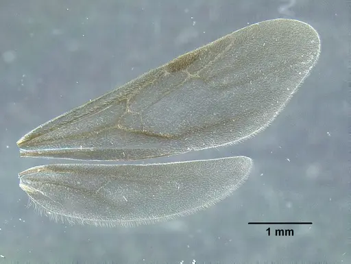 Temnothorax aztecoides specimen CASENT0758789 image casent0758789_2