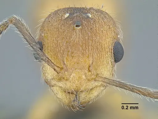 Temnothorax aztecoides specimen CASENT0758789 image casent0758789_3