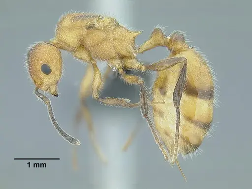 Temnothorax aztecoides specimen CASENT0758789 image casent0758789_4