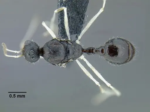 Temnothorax aztecoides specimen CASENT0758790 image casent0758790_1