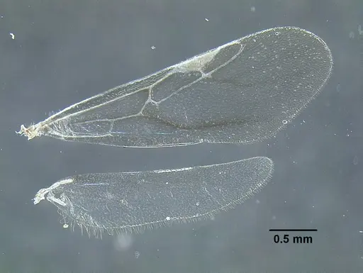 Temnothorax aztecoides specimen CASENT0758790 image casent0758790_2