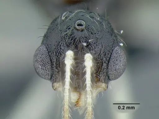 Temnothorax aztecoides specimen CASENT0758790 image casent0758790_3