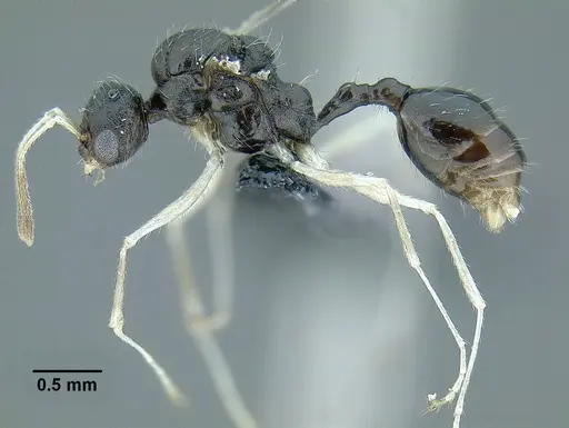 Temnothorax aztecoides specimen CASENT0758790 image casent0758790_4