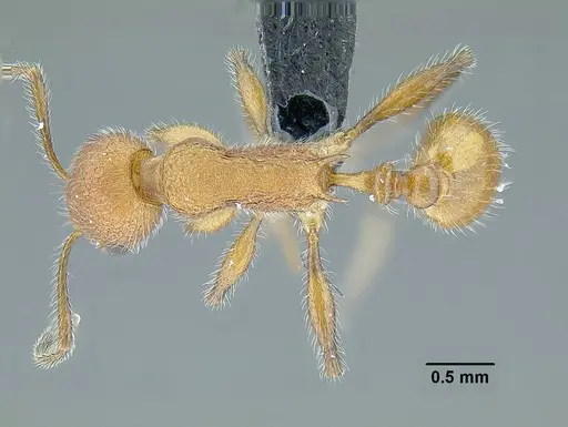 Temnothorax aztecoides specimen CASENT0758791 image casent0758791_1