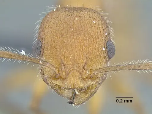 Temnothorax aztecoides specimen CASENT0758791 image casent0758791_2