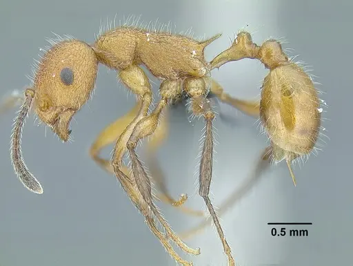 Temnothorax aztecoides specimen CASENT0758791 image casent0758791_3