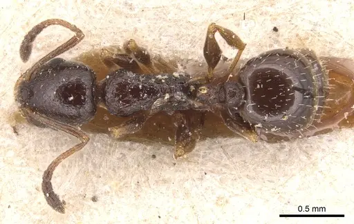 Temnothorax baeticus specimen CASENT0904734 image casent0904734_1