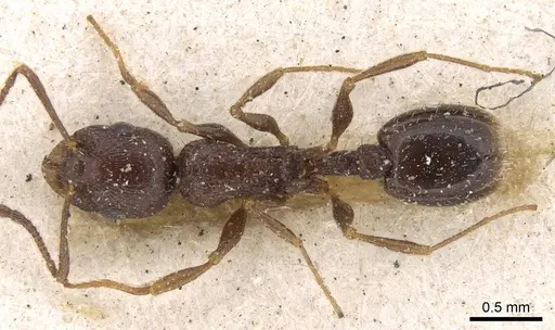 Temnothorax baeticus specimen CASENT0906161 image casent0906161_1