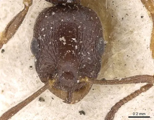 Temnothorax baeticus specimen CASENT0906161 image casent0906161_2