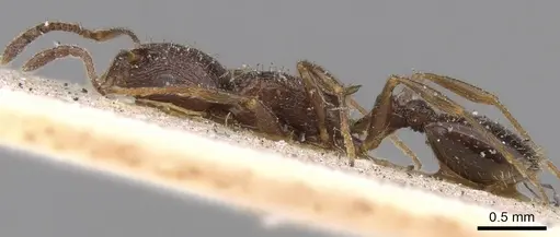 Temnothorax baeticus specimen CASENT0906161 image casent0906161_3