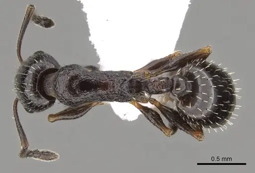 Temnothorax baeticus specimen CASENT0914412 image casent0914412_1