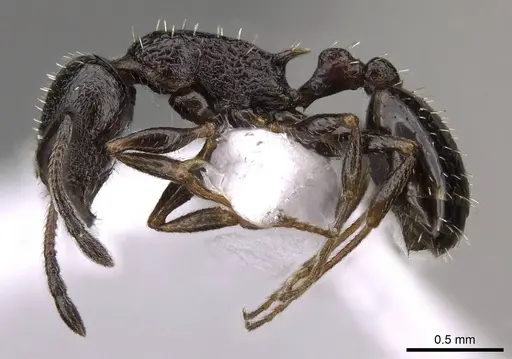 Temnothorax baeticus specimen CASENT0914412 image casent0914412_3