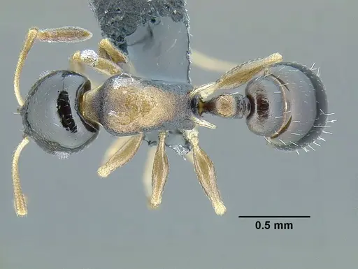 Temnothorax bahoruco specimen CASENT0758817 image casent0758817_1