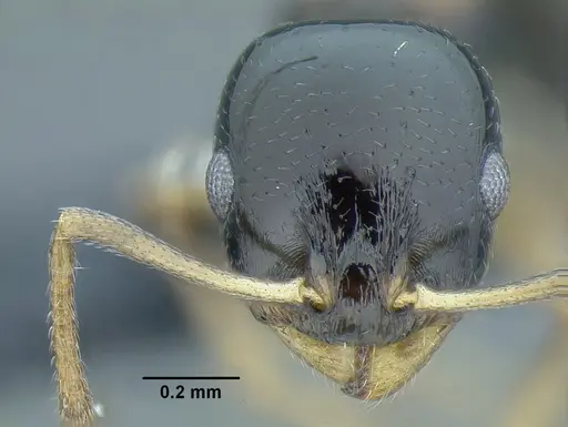 Temnothorax bahoruco specimen CASENT0758817 image casent0758817_2