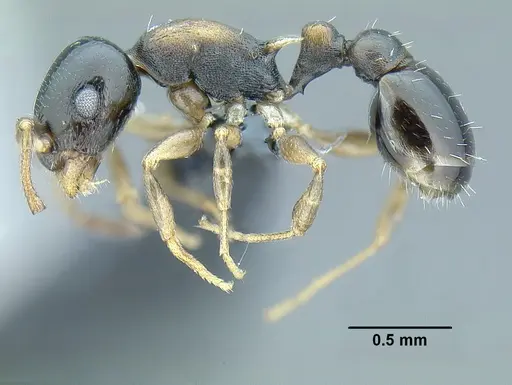 Temnothorax bahoruco specimen CASENT0758817 image casent0758817_3