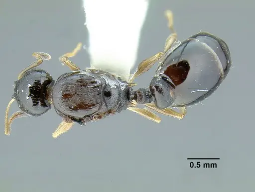 Temnothorax bahoruco specimen MCZENT00521421 image mczent00521421_1