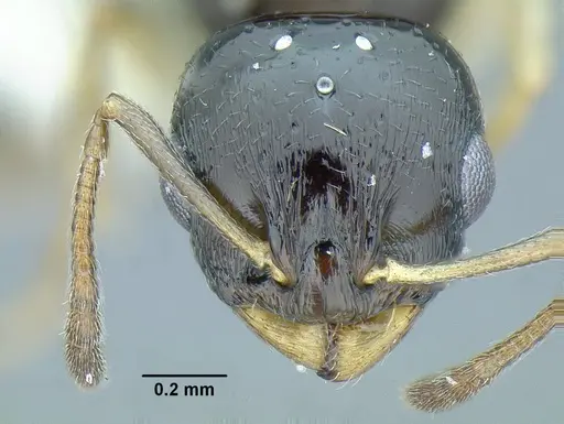 Temnothorax bahoruco specimen MCZENT00521421 image mczent00521421_2