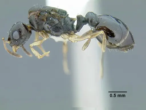 Temnothorax bahoruco specimen MCZENT00521421 image mczent00521421_3