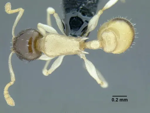 Temnothorax balaclava specimen CASENT0758262 image casent0758262_1