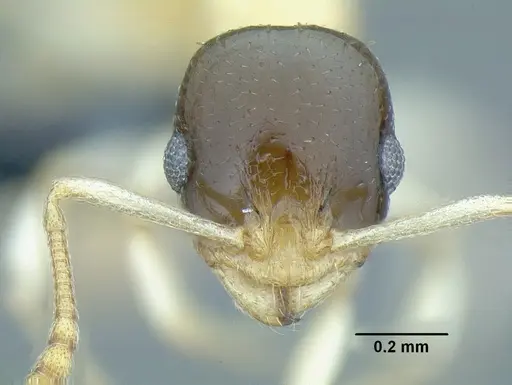 Temnothorax balaclava specimen CASENT0758262 image casent0758262_2