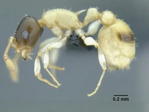 Temnothorax balaclava specimen CASENT0758262 image casent0758262_3