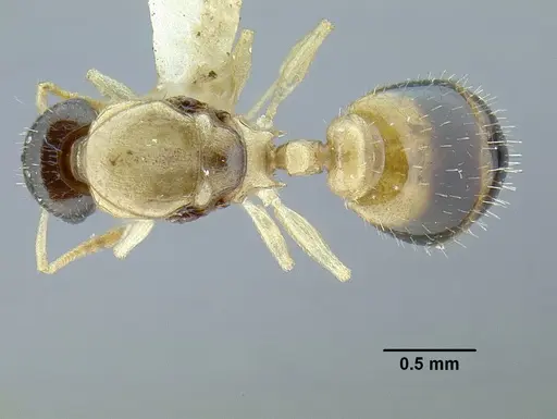 Temnothorax balaclava specimen MCZENT00510550 image mczent00510550_1