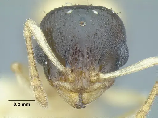 Temnothorax balaclava specimen MCZENT00510550 image mczent00510550_2