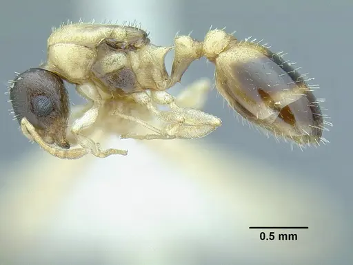 Temnothorax balaclava specimen MCZENT00510550 image mczent00510550_3