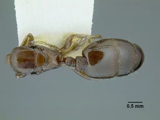 Temnothorax balnearius specimen LACMENT323199 image lacment323199_1
