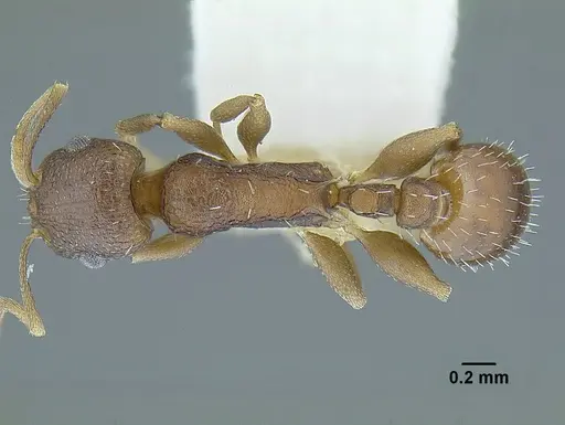 Temnothorax balnearius specimen LACMENT323199 image lacment323199_2