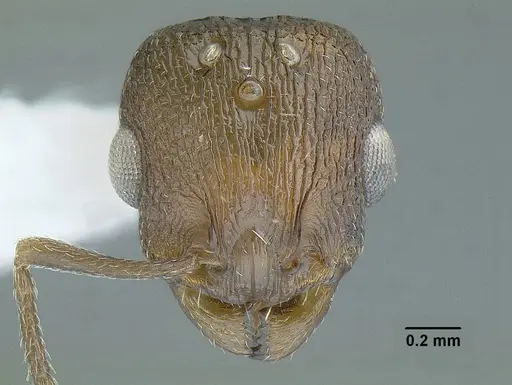Temnothorax balnearius specimen LACMENT323199 image lacment323199_3