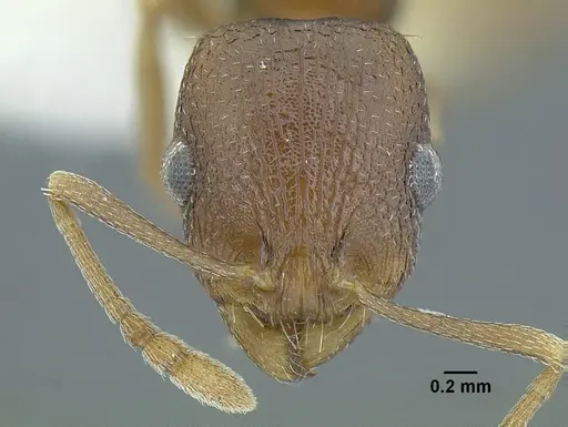 Temnothorax balnearius specimen LACMENT323199 image lacment323199_4