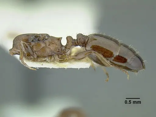 Temnothorax balnearius specimen LACMENT323199 image lacment323199_5