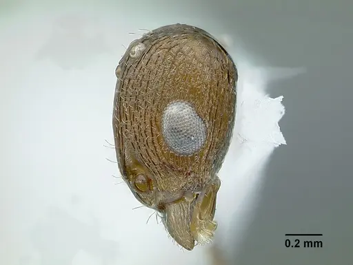 Temnothorax balnearius specimen LACMENT323199 image lacment323199_6