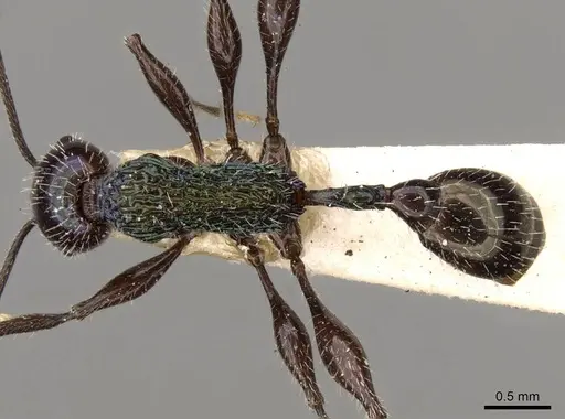 Temnothorax barrettoi specimen CASENT0914187 image casent0914187_1