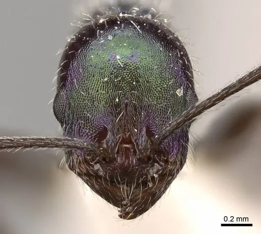 Temnothorax barrettoi specimen CASENT0914187 image casent0914187_2