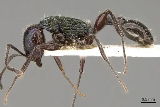 Temnothorax barrettoi specimen CASENT0914187 image casent0914187_3