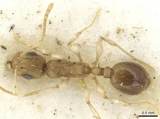 Temnothorax barryi specimen CASENT0915383 image casent0915383_1