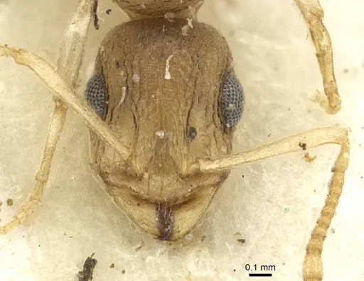 Temnothorax barryi specimen CASENT0915383 image casent0915383_2