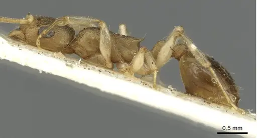 Temnothorax barryi specimen CASENT0915383 image casent0915383_3