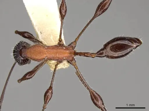 Temnothorax bermudezi specimen CASENT0914185 image casent0914185_1